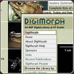 DigiMorph